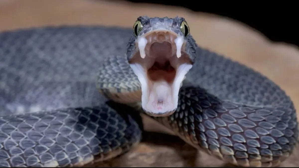 Can You Eat Venomous Snakes for Survival