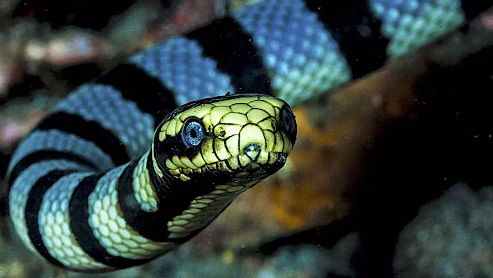 Can You Eat Venomous Snakes for Survival?