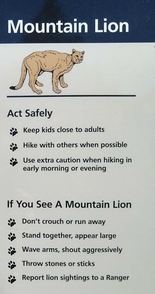 How To Stay Safe In Mountain Lion Territory